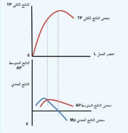 العلاقة بين الناتج الكلي والمتوسط والحدي