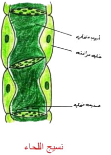 مثال