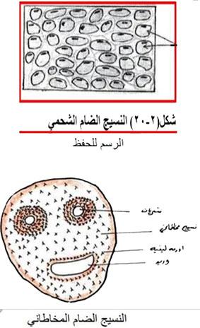 مثال