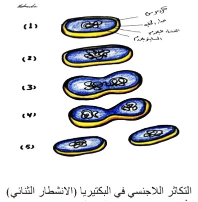 مثال