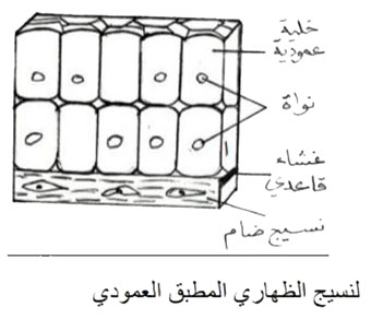 مثال
