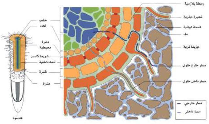 مسار الماء في اللحاء