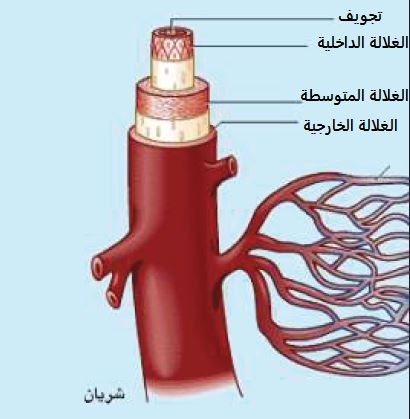 طبقات جدار الشريان