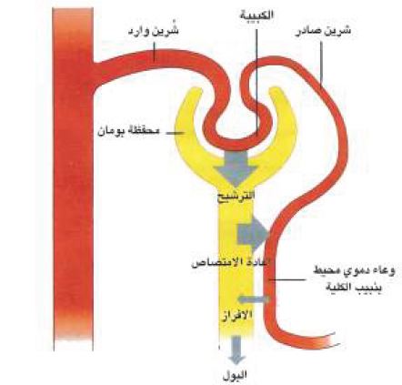 تكوين البول في الوحدة الكلوية في الانسان