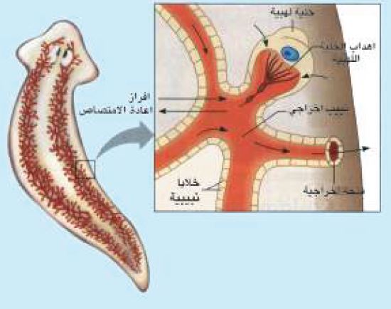 جهاز الاخراج في البلاناريا