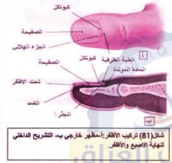 تركيب الأظافر