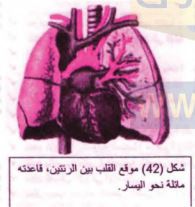 القلب