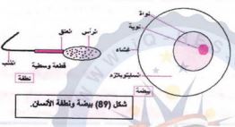 بيضة ونطفة