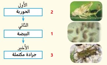مراحل نمو الجرادة